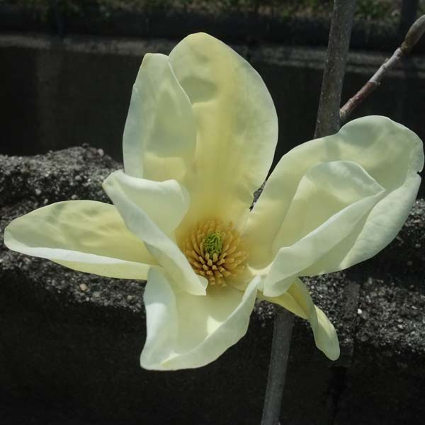 [25年11月中下旬予約]モクレン（マグノリア）：エリザベス4.5号ポット