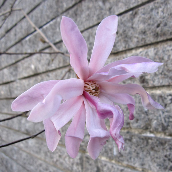 ヒメコブシ（シデコブシ）：ヒメコブシ桃花4.5号ポット