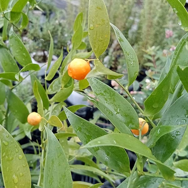 イタリアンルスカス3号ポット