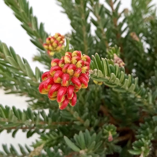 グレビレア：ファイヤーワークス4号ポット