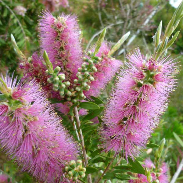 カリステモン：ピンクアルマ4-5号ポット