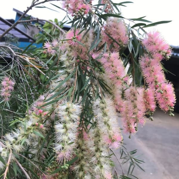 カリステモン：インジューン3.5-4号ポット