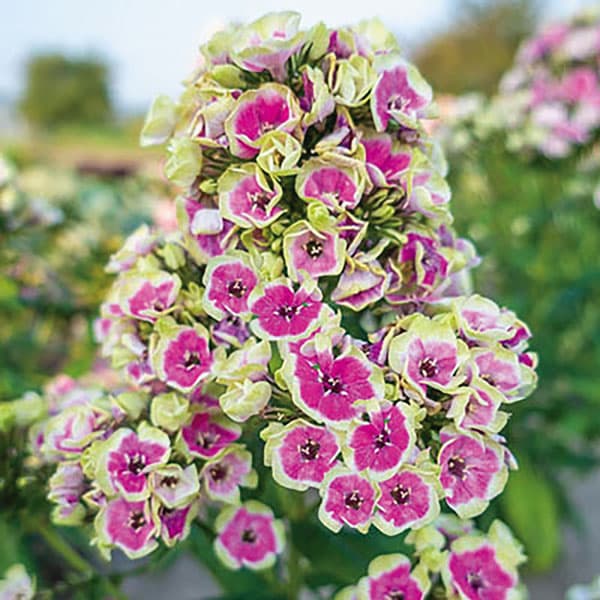 フロックス：オーキッドイエロー3号ポット