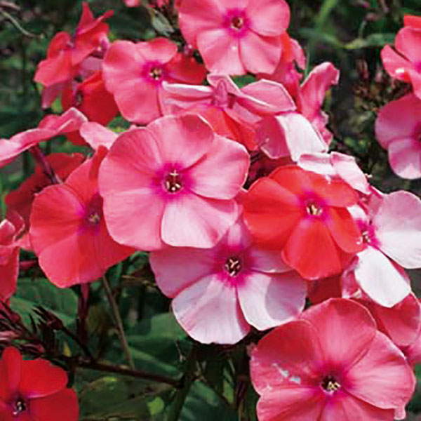 フロックス：ビンセントバンゴッホ3号ポット