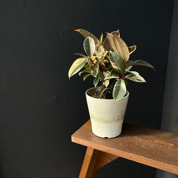 フィカス：ティネケ　5号ポット