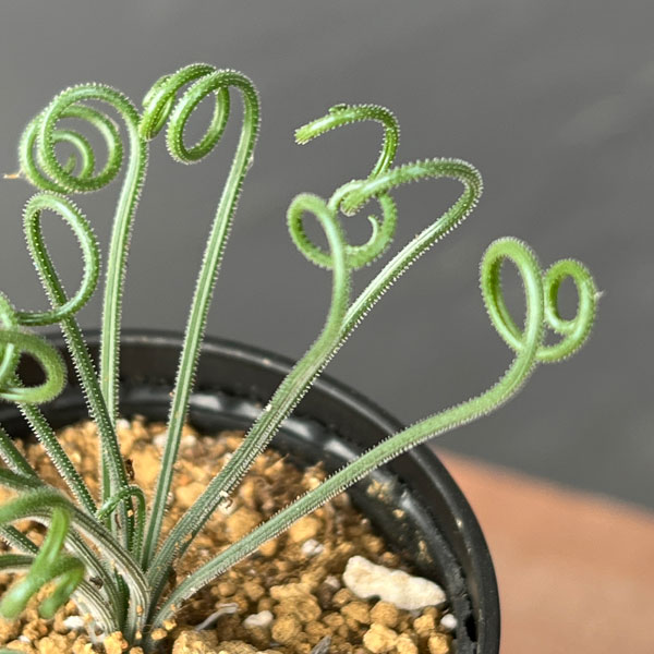 アルブカ ：ナマクエンシス　2.5号ポット