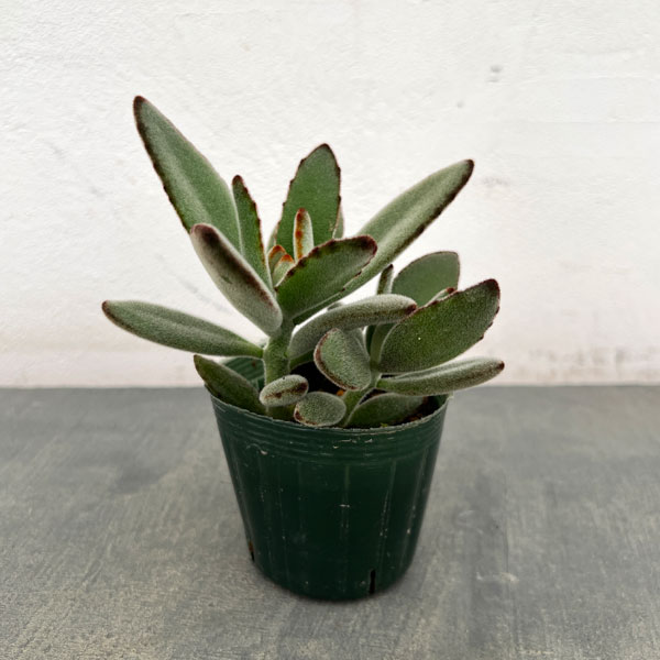 カランコエ：クロトジ（黒兎耳）　2.5号ポット**