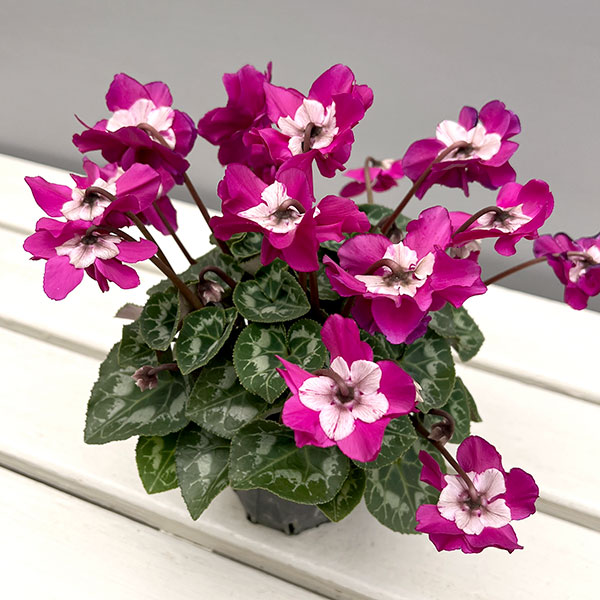 シクラメン（ミニ）：広原園さん変り咲き（25-01）ブレイズパープル3号ポット【現品販売】