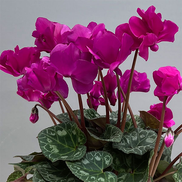 シクラメン（ミニ）：広原園さん変り咲き（25-03）スクリュースターパープル3号ポット【現品販売】