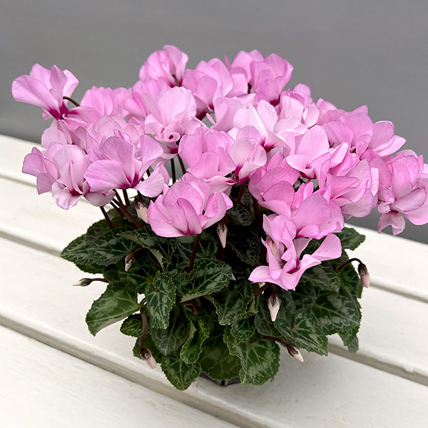 シクラメン（ミニ）：広原園さん変り咲き（25-04）プティ　ムーラン3号ポット【現品販売】