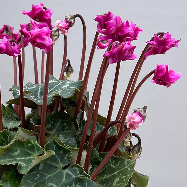 シクラメン（ミニ）：広原園さん変り咲き（25-06）3号ポット【現品販売】