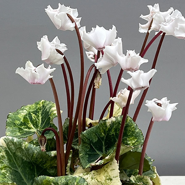 シクラメン（ミニ）：広原園さん変り咲き（25-10）斑入り3号ポット【現品販売】