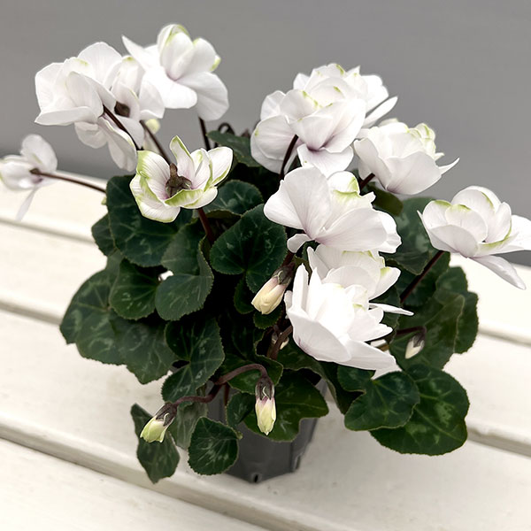 シクラメン（ミニ）：広原園さん変り咲き（25-11）エクストラミルク（抹茶ラテ）3号ポット【現品販売】