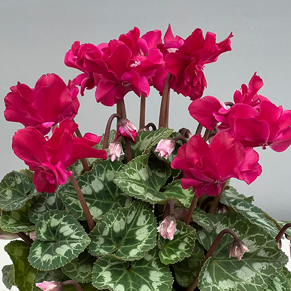 シクラメン（ミニ）：広原園さん変り咲き（25-12）ブレイズワインレッド3号ポット【現品販売】