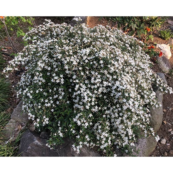 テンノウメ（ハイブリット）白花3号ポット