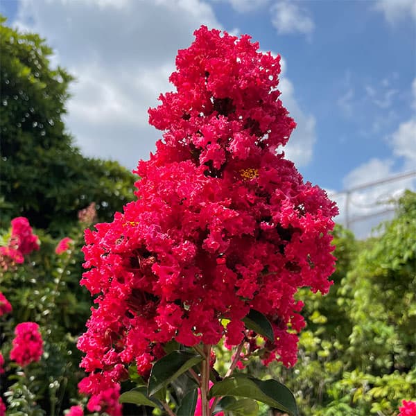 サルスベリ：ディアルージュ3.5号ポット