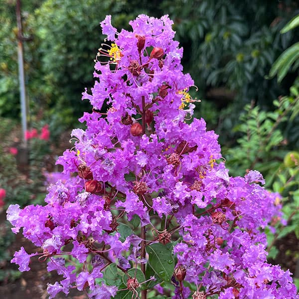 サルスベリ：ディアパープル3.5号ポット