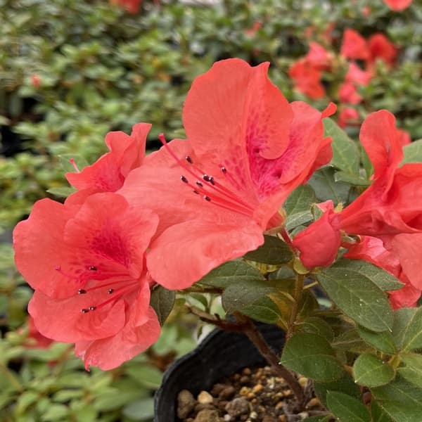 ツツジ（四季咲き）：トロピカル3号ポット