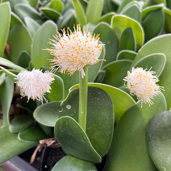 マユハケオモト5号鉢植え