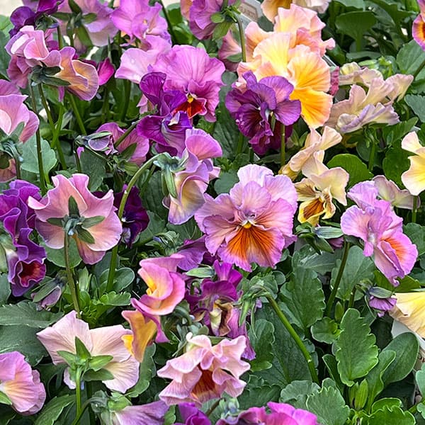 パンジー：ロカハーツ　クリコット3.5号ポット