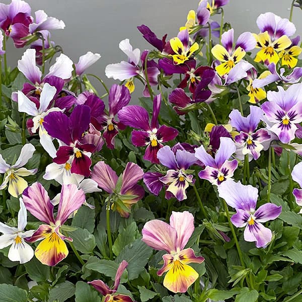 ビオラ：ロカハーツ　ラビットウィングス3.5号ポット