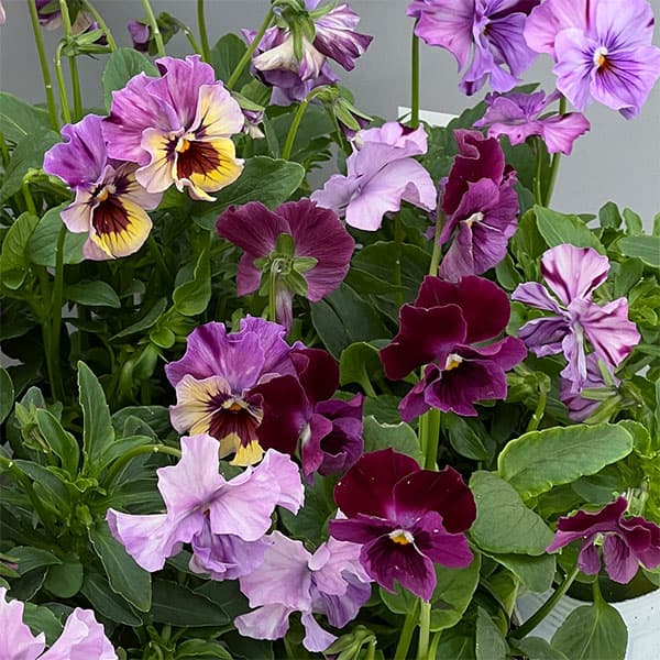 ビオラ：ロカハーツ　トパーズ3.5号ポット