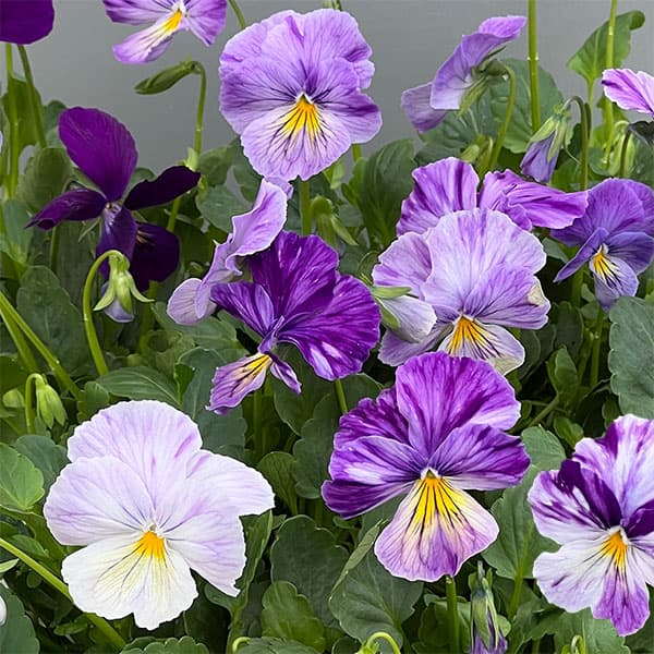 ビオラ：ロカハーツ　サマーナイト3.5号ポット