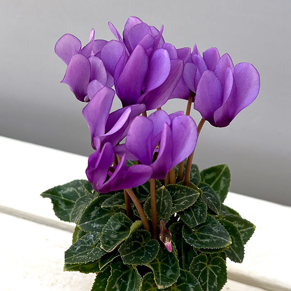 シクラメン：ミニョン　ドラゴン　ライトブルー2号ポット