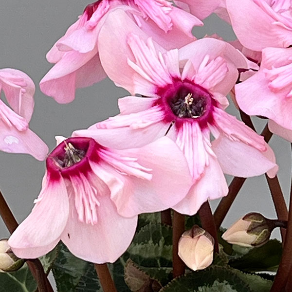 シクラメン：ミニョン　イリュージア　ピンクラテ2号ポット