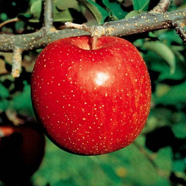 リンゴ：夢つがる（ゆめつがる）4～5号ポット