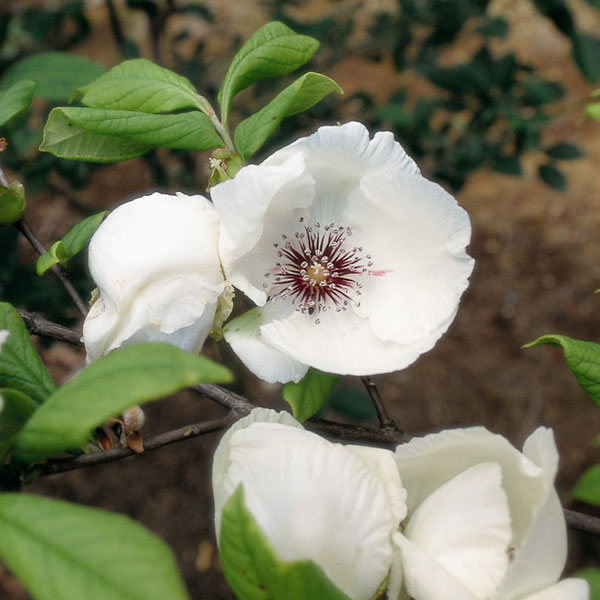 アメリカシャラ：マラコデンドロン3.5号ポット