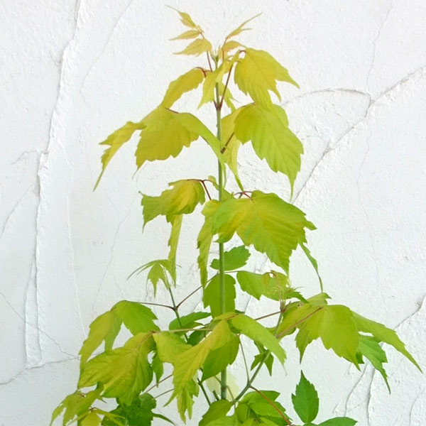 ネグンドカエデ：ケリーズゴールド3.5号ポット