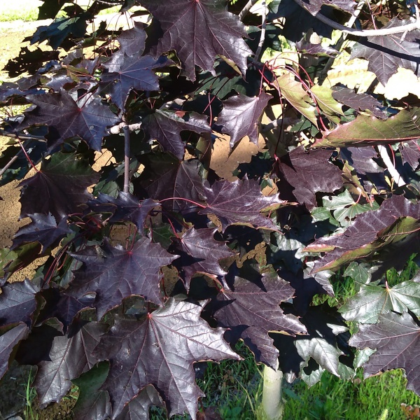 ノルウェーカエデ：クリムゾンキング3.5号ポット