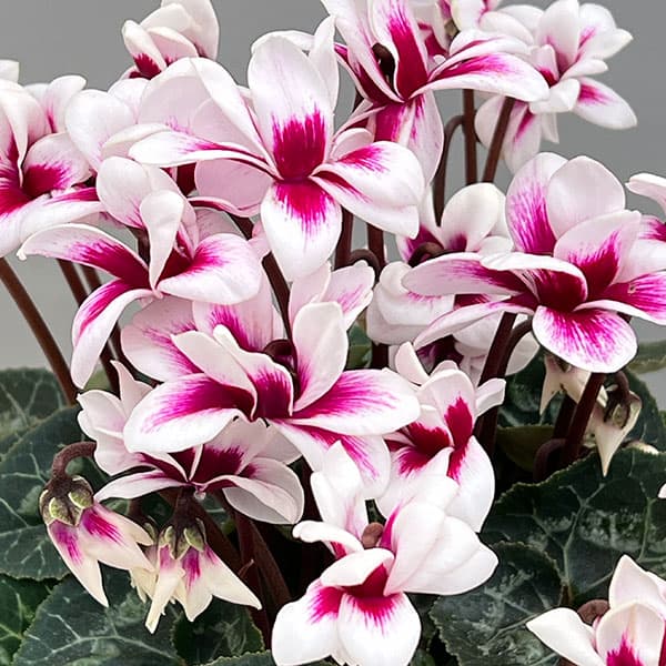 シクラメン：チモ ピコティ　バイカラーパープル4号鉢植え