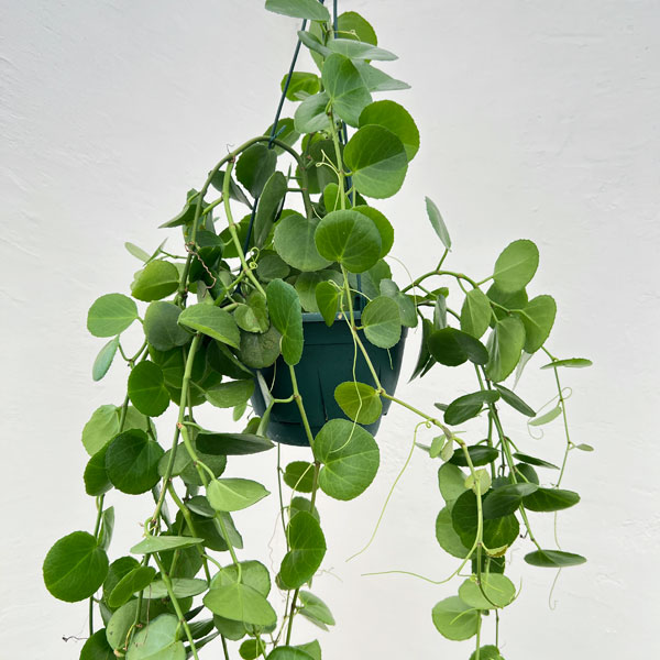 シッサス：ロツンディフォリア 7号吊り鉢