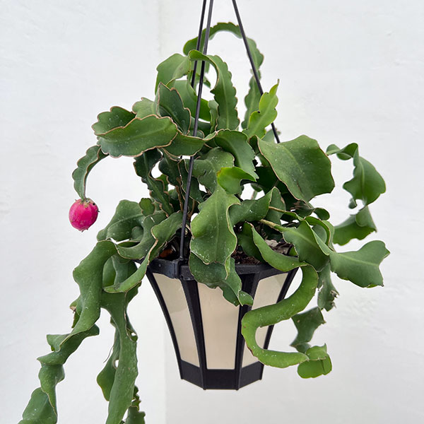 エピフィラム：グアテマレンシス 5号吊り鉢・アクアセル入り