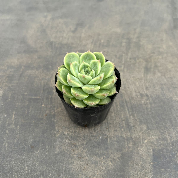 エケベリア：クィーンローズ　2号ポット