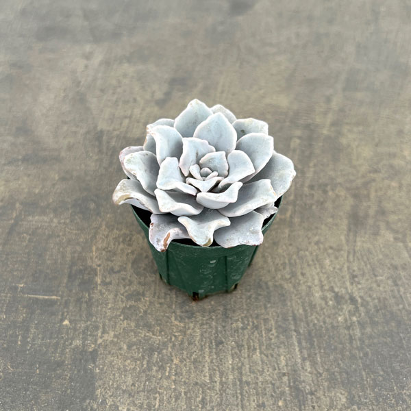 エケベリア：クリスペイトビューティ　2号ポット