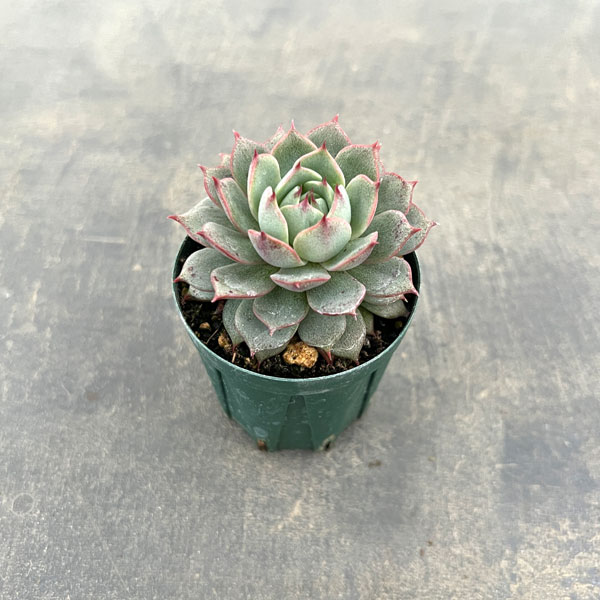 エケベリア：アンジーナ　2号ポット