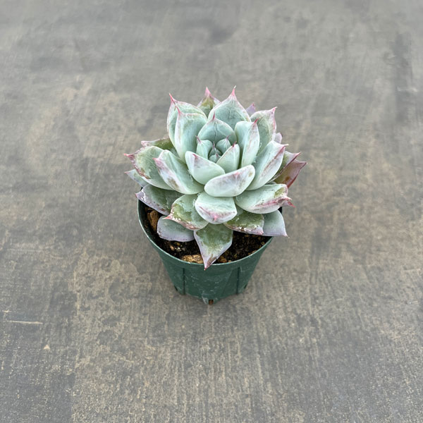 エケベリア：グレイシャー　2号ポット