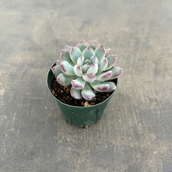 エケベリア：風花雪月　2号ポット