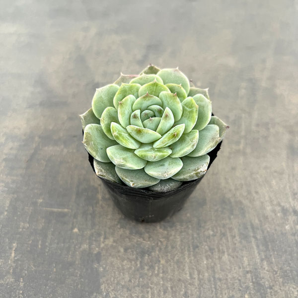 エケベリア：アメージンググレイス　2号ポット