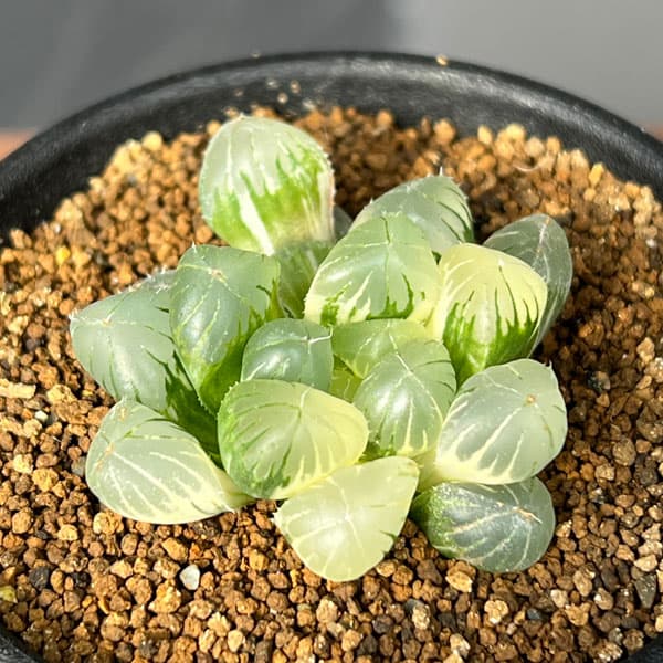 ハオルチア：姫オブツーサ錦2.5号鉢植え