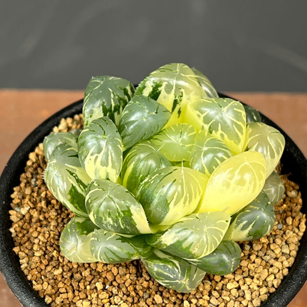 ハオルチア：虹色姫　2.5号鉢植え