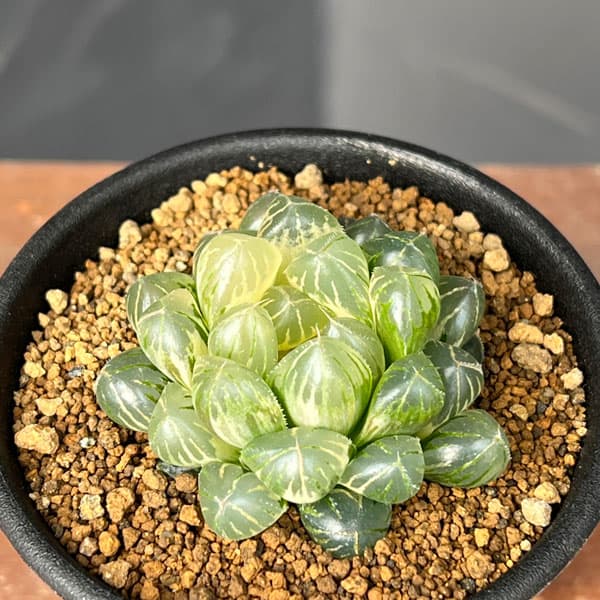 ハオルチア：ブルーレンズオブツーサ錦2.5号鉢植え