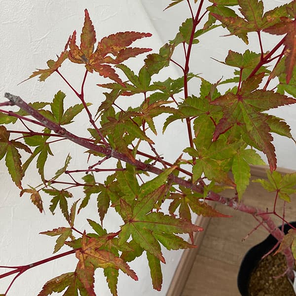 モミジ：珊瑚閣（サンゴカク）3.5号ポット