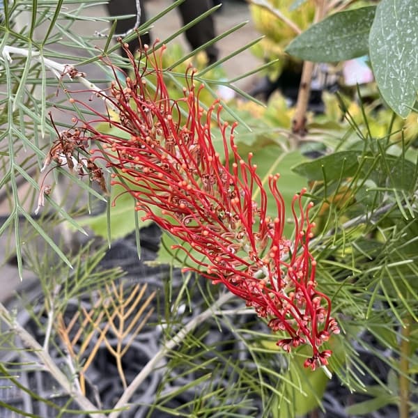 グレビレア：キングスファイア5号ポット