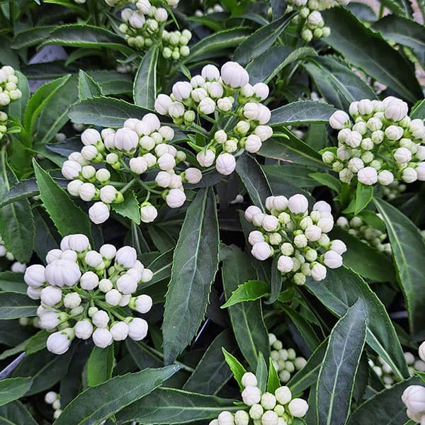 アジサイ（常緑）：常山（ジョウザン）白花3号ポット