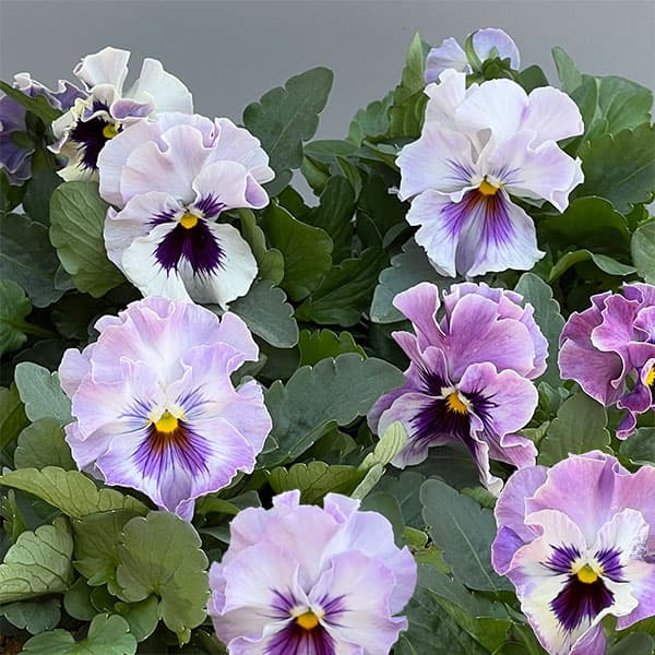 パンジー：きもの　ラベンダーシェード3.5号ポット 12株セット