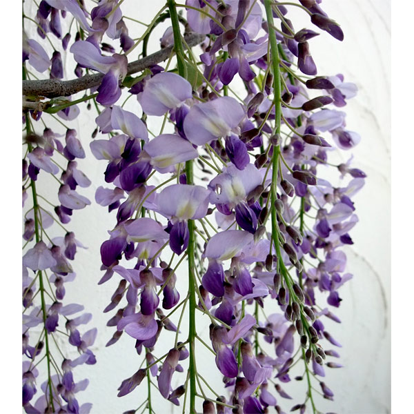 フジ（藤）：長崎一才藤（ナガサキイッサイフジ）5号ポット